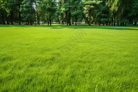 绿草如茵的山坡图片