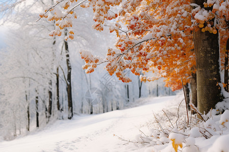 雪公园冬天的童话背景