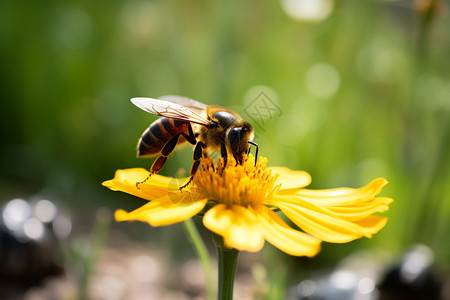 盛开的花朵上蜜蜂采蜜背景图片