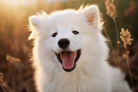 阳光下开心的萨摩犬图片