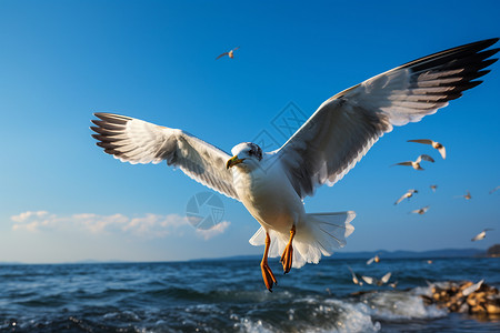 飞翔海鸥的特写镜头图片