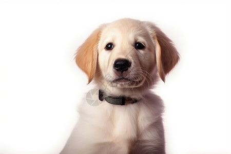 白色背景上的金毛犬幼崽高清图片