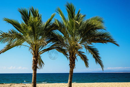 夏季热带岛屿的棕榈树图片