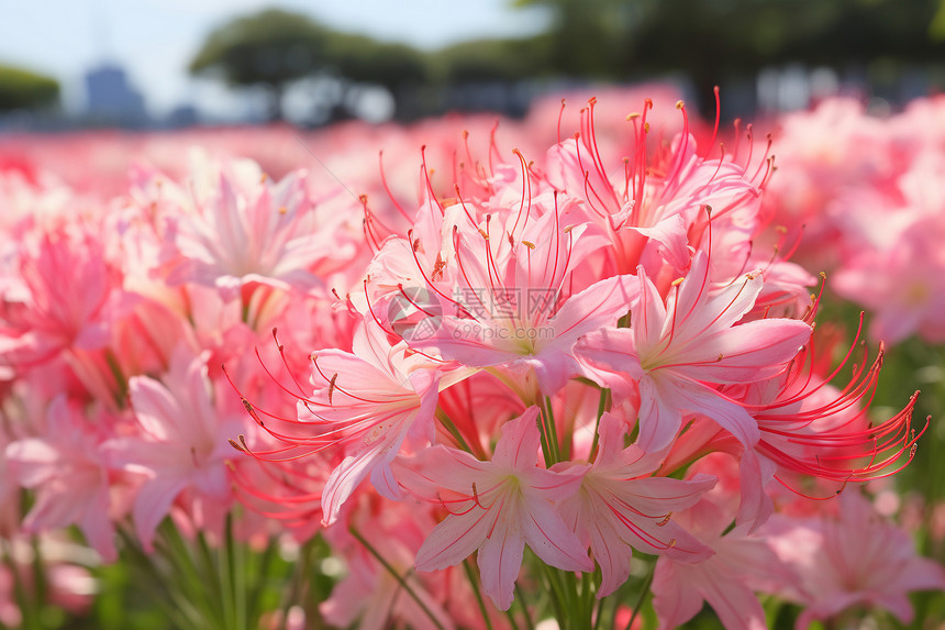 粉色花海里的百合花图片