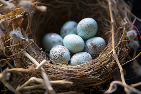 未孵化的鸟蛋高清图片