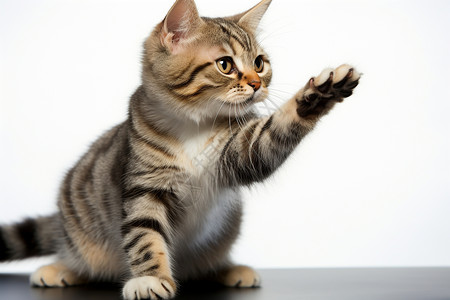 可爱的小猫抬起爪子图片