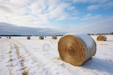 大雪后农田中的稻草包图片