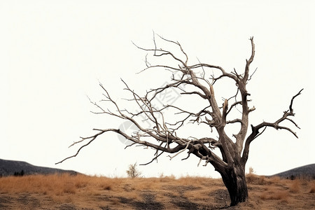 老树干枯老孤独的树枝背景
