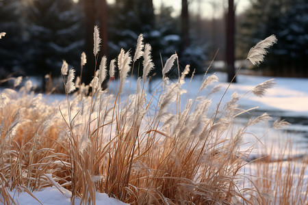 冬季郊外的植物图片