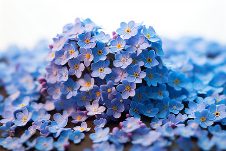 盛开的蓝色花朵背景图片