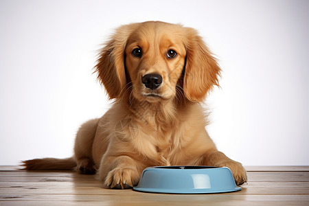 可爱的小狗趴在狗碗旁高清图片
