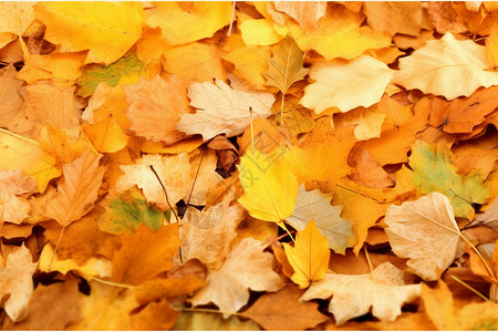褐色简约树叶秋天中的黄叶海洋背景