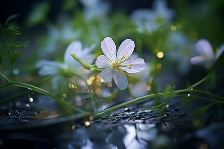 花瓣漂浮小花水中生长的小花背景