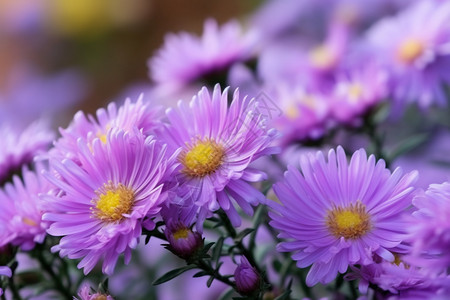 大紫拉宾斯花园里的大捧紫花背景