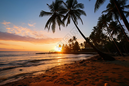 夏日阳光下的椰树海滩图片