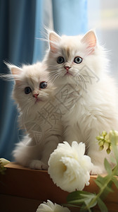 两只可爱的小猫背景图片