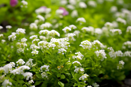 花朵篱笆花园里的白花背景