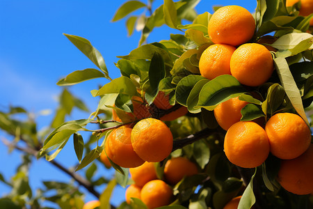 鲜果盈枝柑橘止盈高清图片