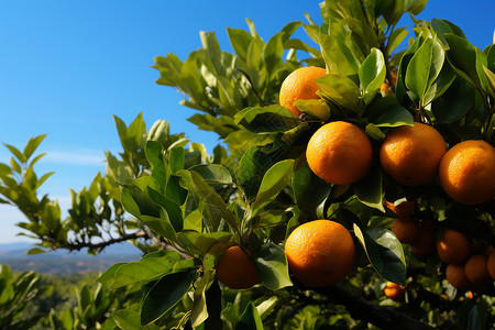 柑橘丰收图片