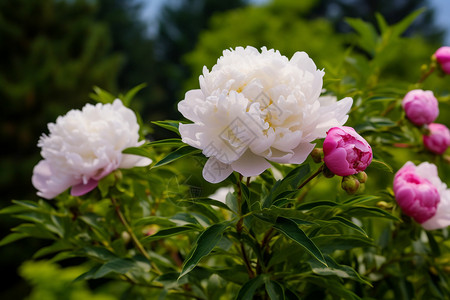 花开富贵牡丹花开悦人背景