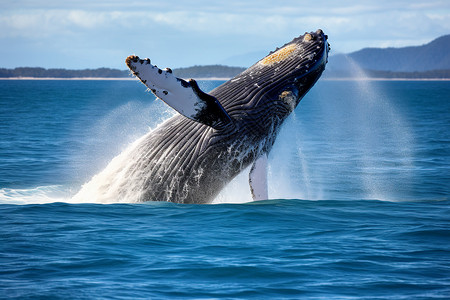大鲸大海中的座头鲸背景