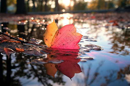 秋日水中的落叶图片