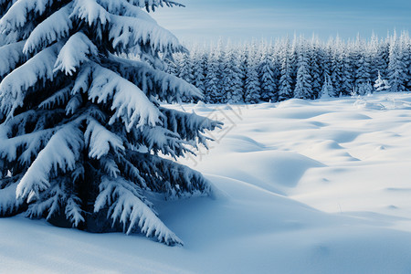 雪地里的冷杉图片