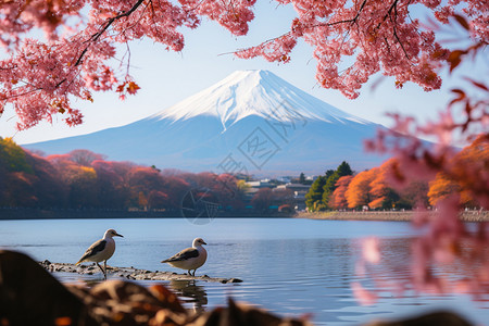 樱花下的富士山图片