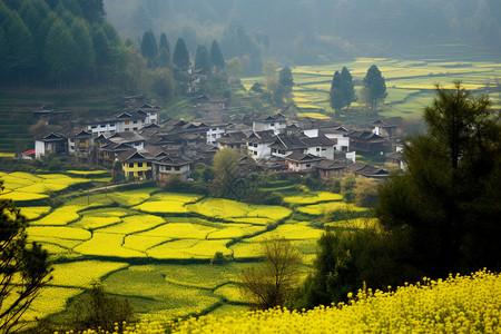 金色油菜花田图片