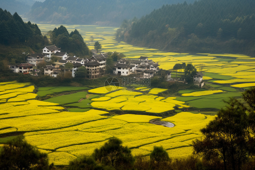 油菜花海图片