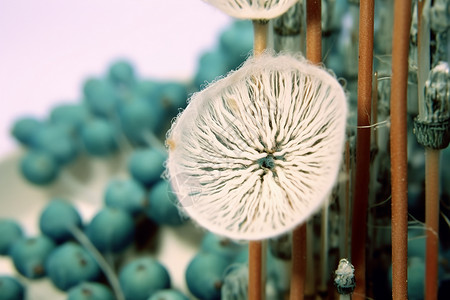 植物细胞户外的植物设计图片