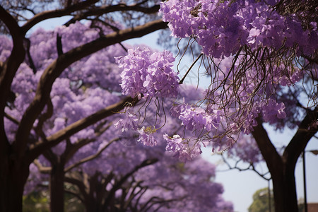 蓝紫色线条蓝天下的紫色花海背景