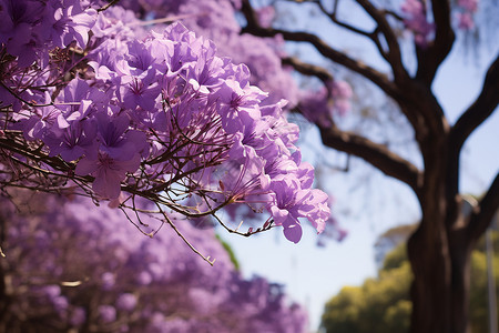蓝紫色花卉紫色花树下的公园背景