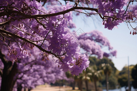 蓝紫色花卉紫色花朵的花园背景