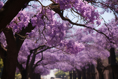 蓝紫色模糊线条梦幻紫色花海背景