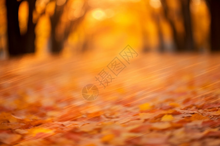 缤纷的秋叶背景图片