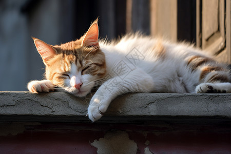 头靠在窗台上休息的猫高清图片