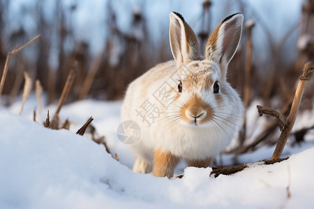 冬日白兔图片