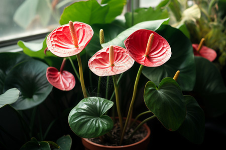 红掌植物一群鲜花背景