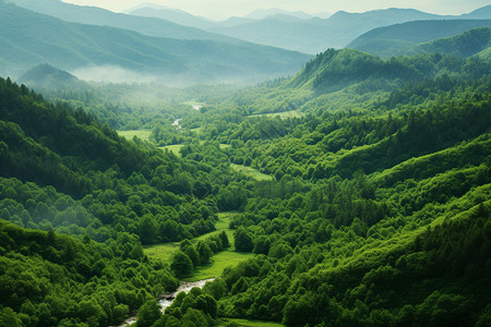 丛林小溪绿油一片背景