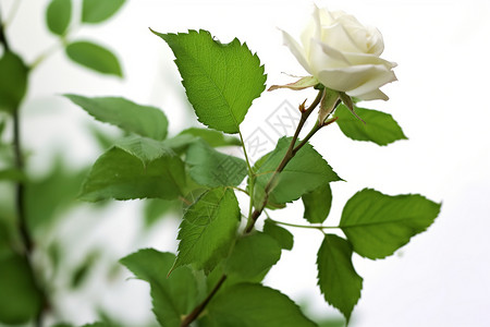 枝头白玫瑰背景图片