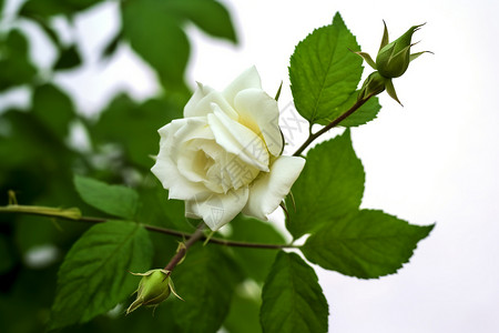 清新白玫瑰图片