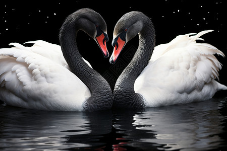 浪漫天鹅之恋背景图片