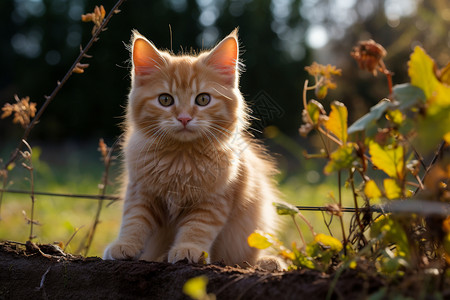 小橘猫在草地上图片