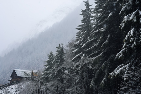 大雪覆盖的林间景色图片