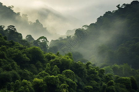 绿色烟雾素材烟雾缭绕的神秘丛林背景