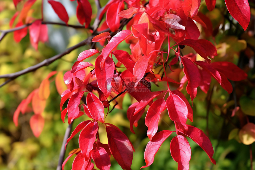 花园中的秋天红叶图片