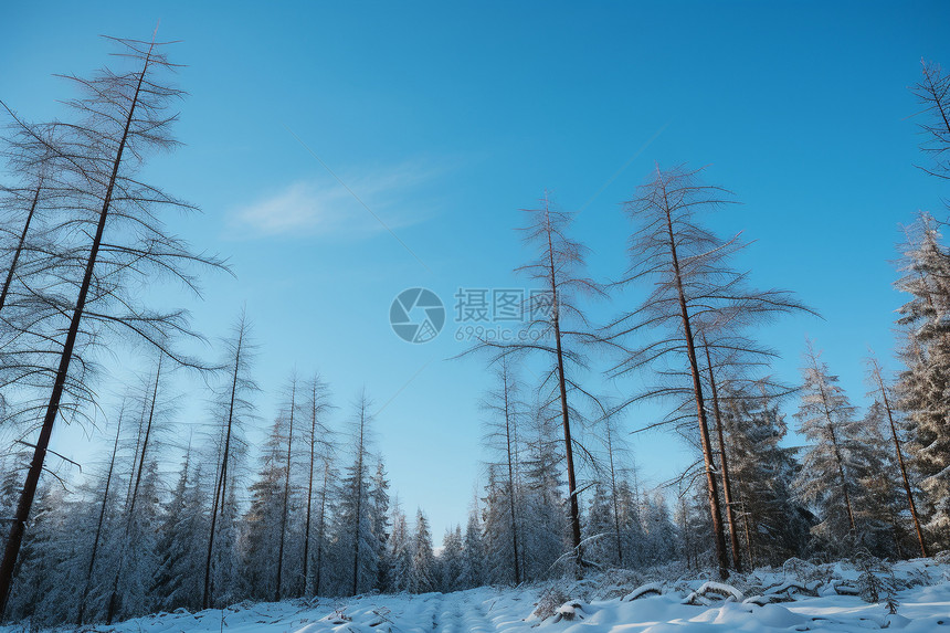 白雪皑皑的雪中树林景观图片