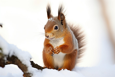 冬天松鼠雪地的小松鼠背景
