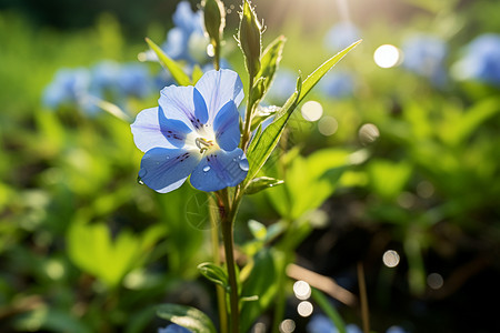 麻花草地上的小蓝花背景